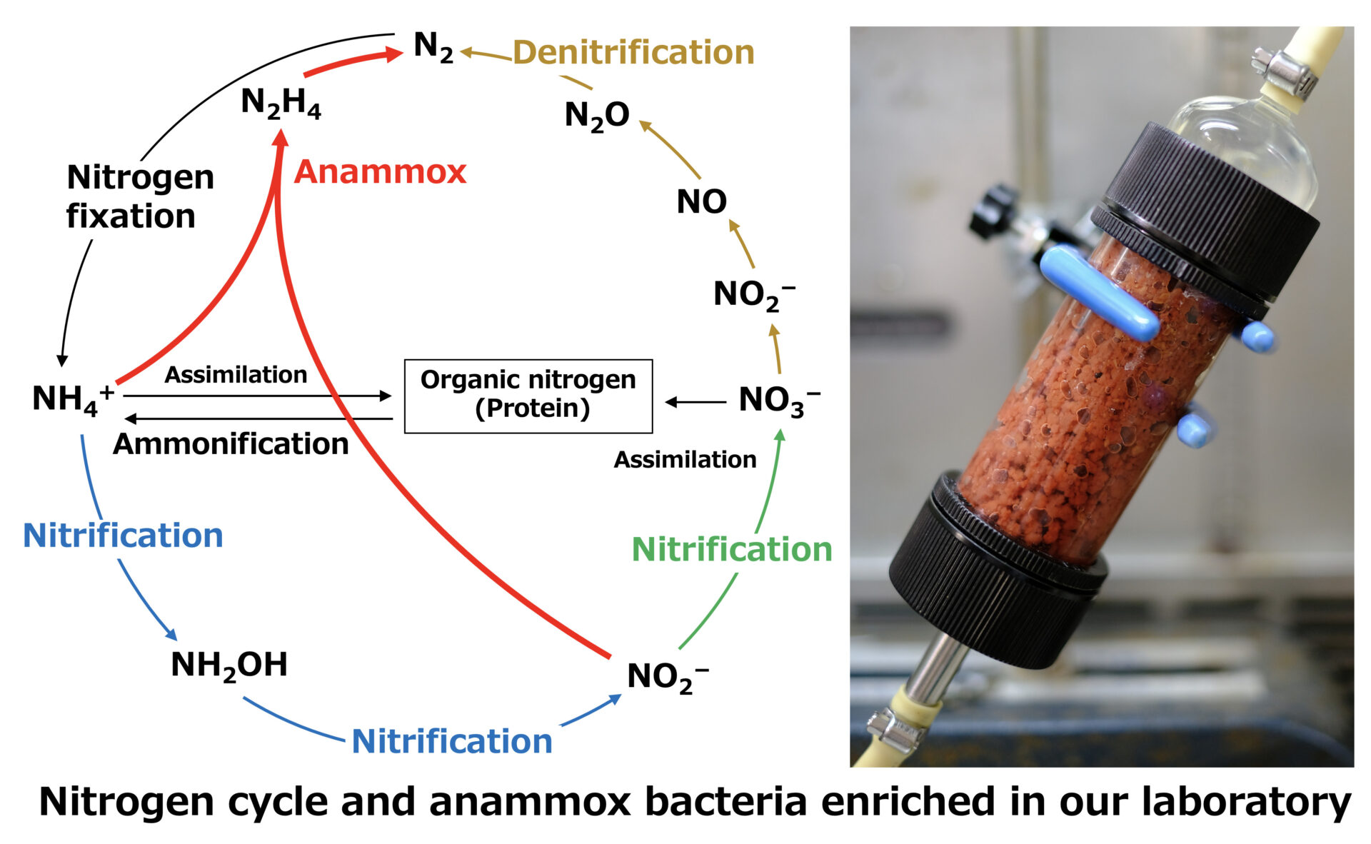 image:Biological nitrogen removal using anaerobic ammonium oxidation (anammox)